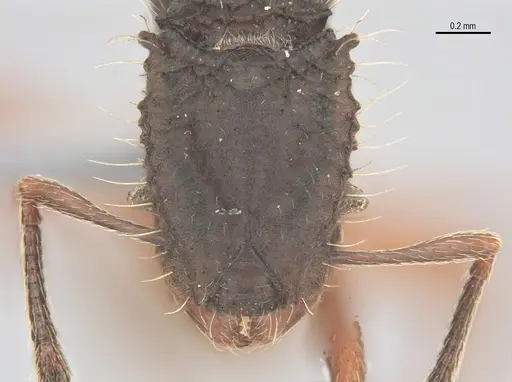 Blepharidatta conops specimen