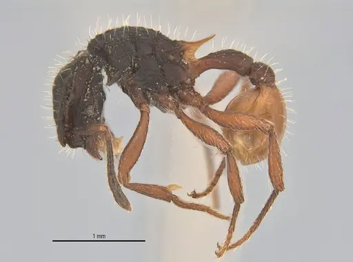 Blepharidatta conops - ANTWEB1053504