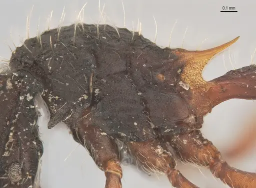 Blepharidatta conops - ANTWEB1053504