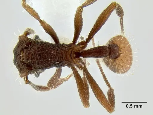 Blepharidatta conops - CASENT0106248