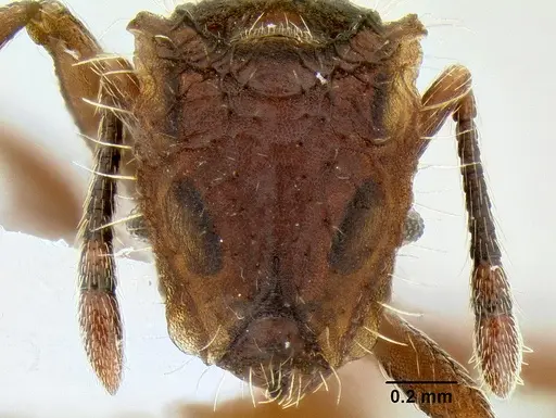 Blepharidatta conops - CASENT0106248