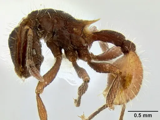 Blepharidatta conops - CASENT0106248