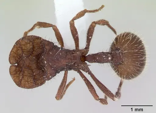 Blepharidatta conops - CASENT0173884