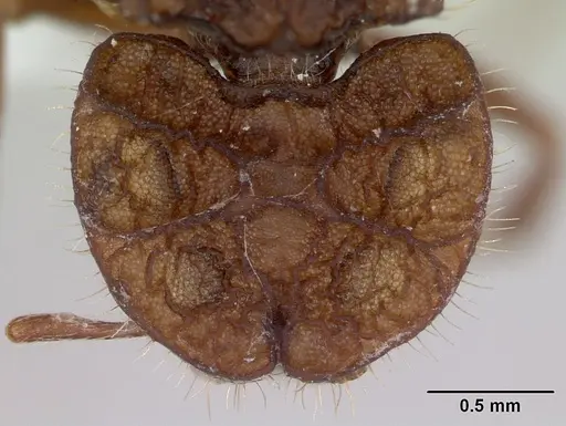 Blepharidatta conops - CASENT0173884