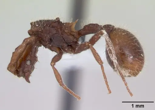 Blepharidatta conops - CASENT0173884