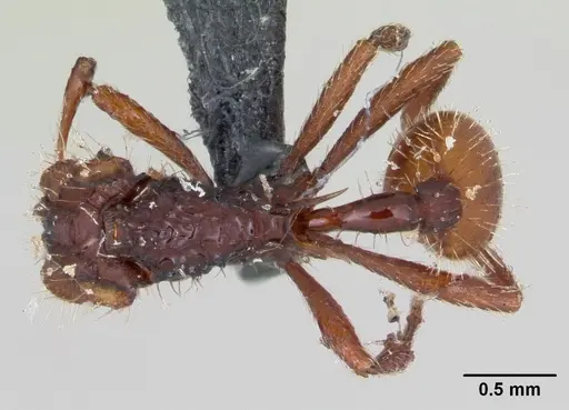 Blepharidatta conops - CASENT0173885