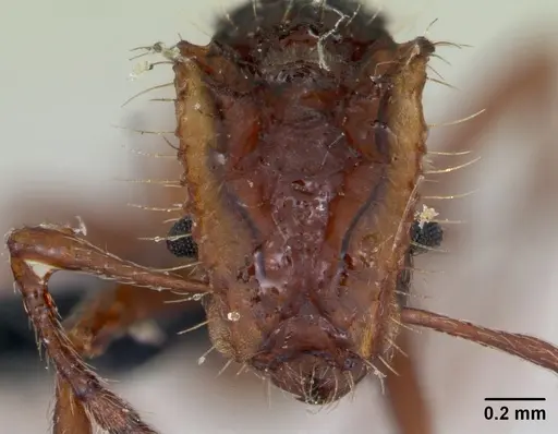 Blepharidatta conops - CASENT0173885