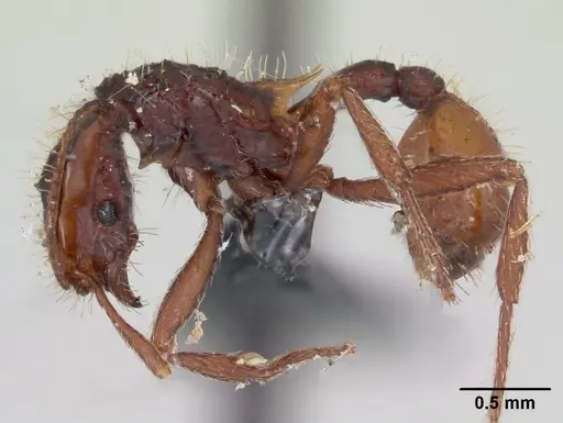 Blepharidatta conops - CASENT0173885