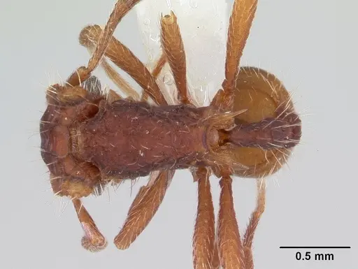 Blepharidatta conops - CASENT0178582