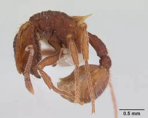 Blepharidatta conops - CASENT0178582