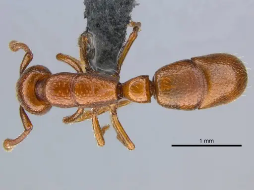 Boloponera ikemkha specimen