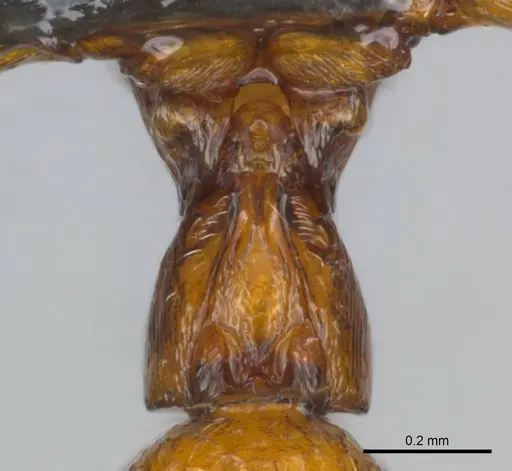 Boloponera ikemkha specimen