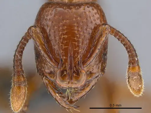 Boloponera ikemkha specimen