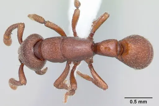 Boloponera vicans specimen