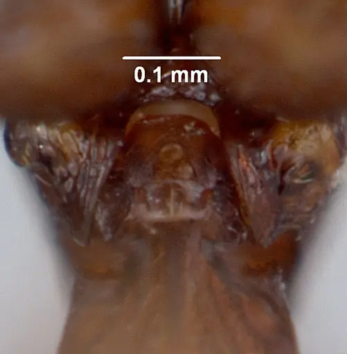 Boloponera vicans specimen