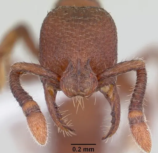 Boloponera vicans specimen