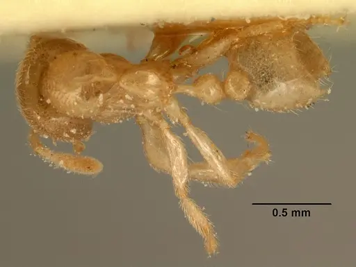 Bondroitia lujae specimen