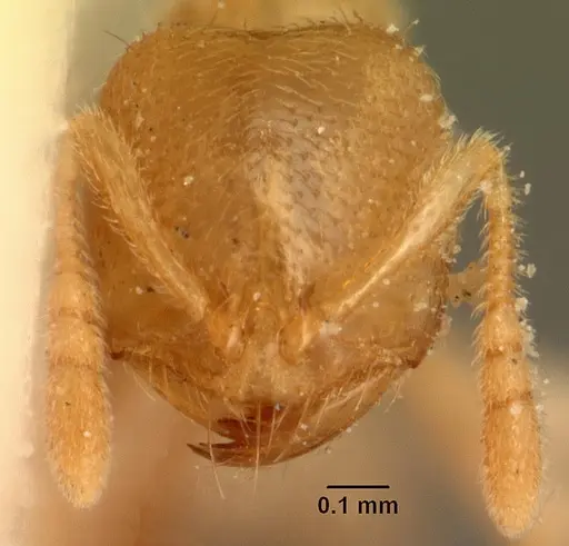 Bondroitia lujae specimen