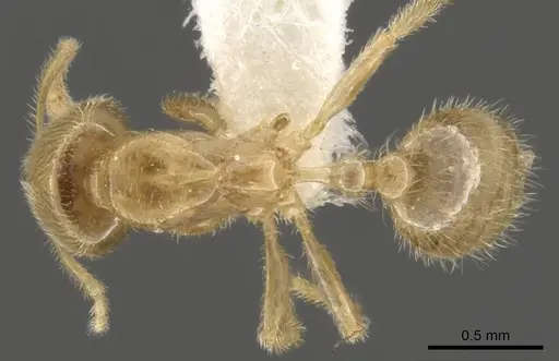 Bondroitia lujae - CASENT0900309