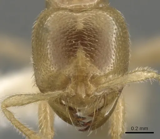 Bondroitia lujae - CASENT0900309