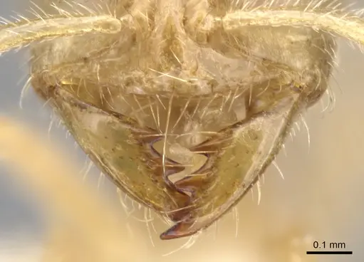 Bondroitia lujae - CASENT0900309