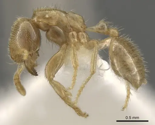 Bondroitia lujae - CASENT0900309