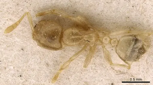 Bondroitia lujae - CASENT0908791