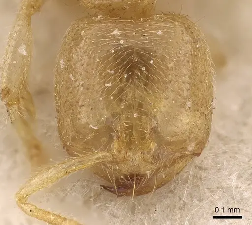 Bondroitia lujae - CASENT0908791