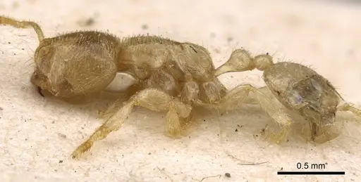 Bondroitia lujae - CASENT0908791