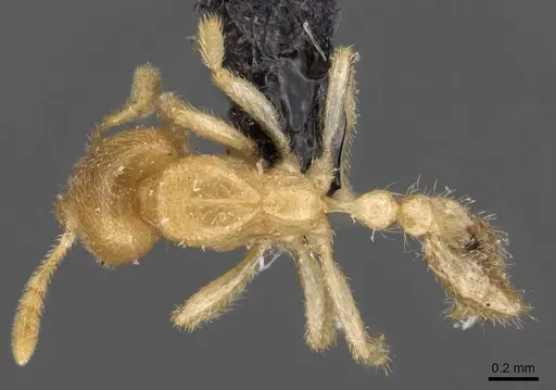 Bondroitia lujae - CASENT0908792