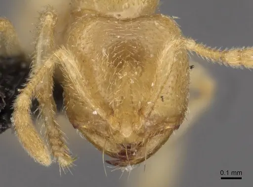 Bondroitia lujae - CASENT0908792