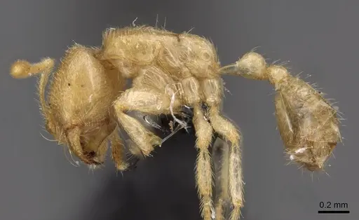 Bondroitia lujae - CASENT0908792