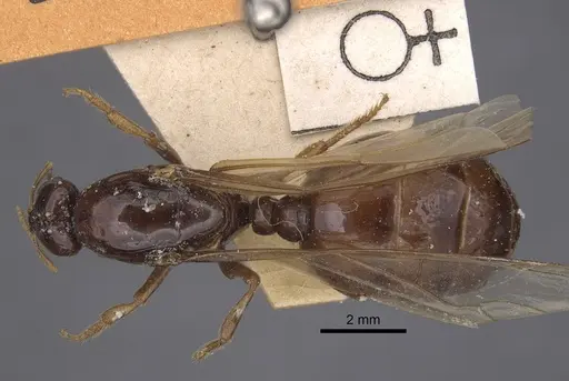 Bondroitia lujae - CASENT0917817