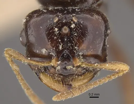 Bondroitia lujae - CASENT0917817