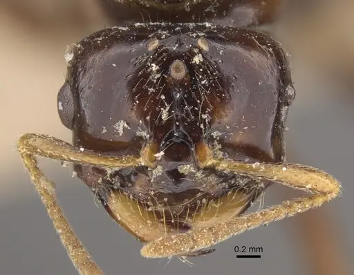 Bondroitia lujae - CASENT0917817