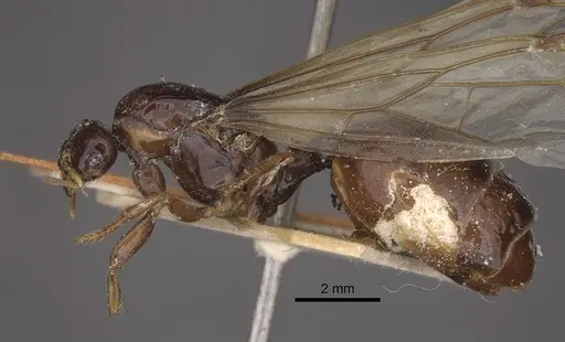 Bondroitia lujae - CASENT0917817