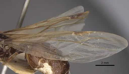 Bondroitia lujae - CASENT0917817