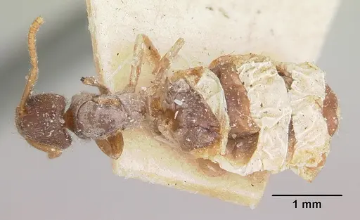 Bothriomyrmex atlantis specimen