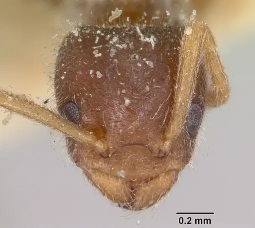 Bothriomyrmex atlantis specimen