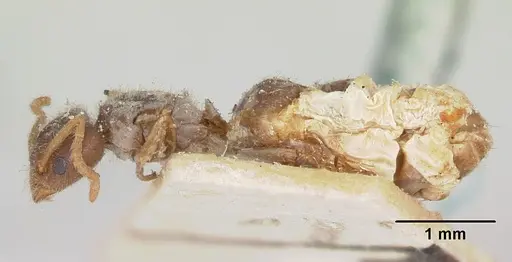 Bothriomyrmex atlantis specimen