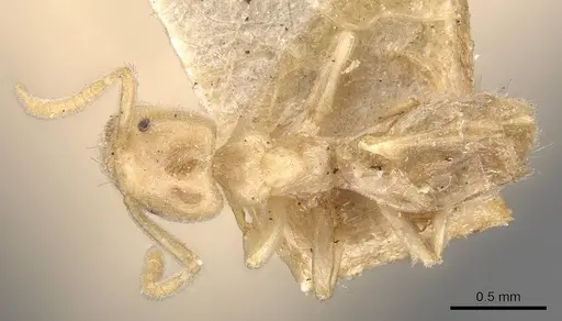 Bothriomyrmex atlantis - CASENT0909574