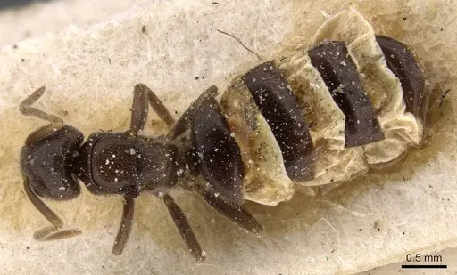 Bothriomyrmex atlantis - CASENT0911466