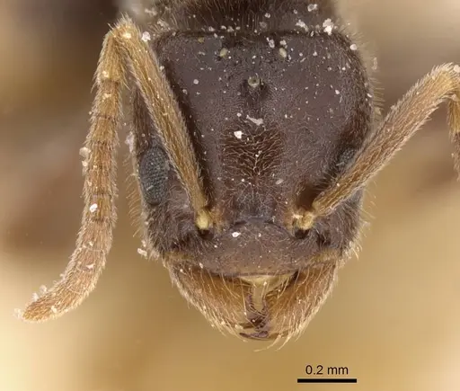 Bothriomyrmex atlantis - CASENT0911466