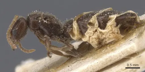 Bothriomyrmex atlantis - CASENT0911466