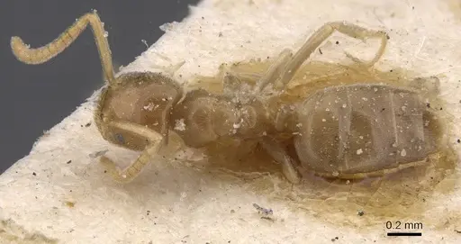 Bothriomyrmex atlantis - CASENT0911467