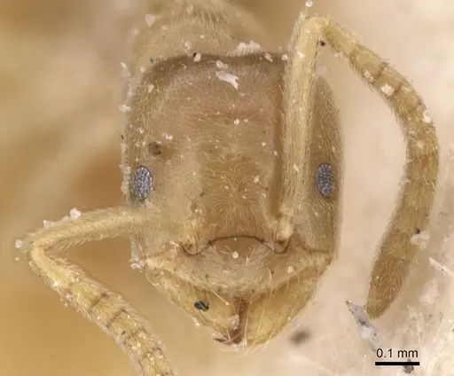 Bothriomyrmex atlantis - CASENT0911467