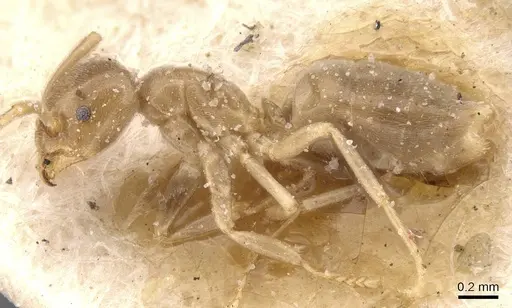 Bothriomyrmex atlantis - CASENT0911467