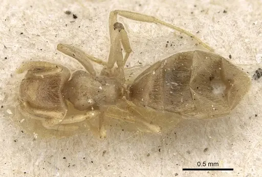 Bothriomyrmex atlantis - CASENT0922442