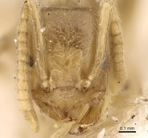 Bothriomyrmex atlantis - CASENT0922442