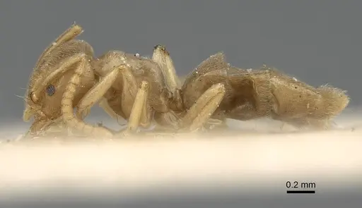 Bothriomyrmex atlantis - CASENT0922442